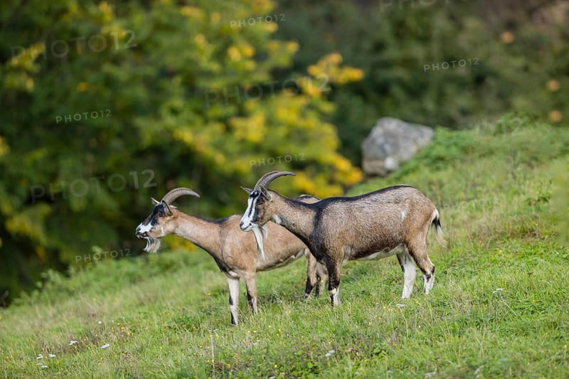 Two female Tauernschecke goats, Capra aegagrus hircus, stand on a green meadow on hilly ground
