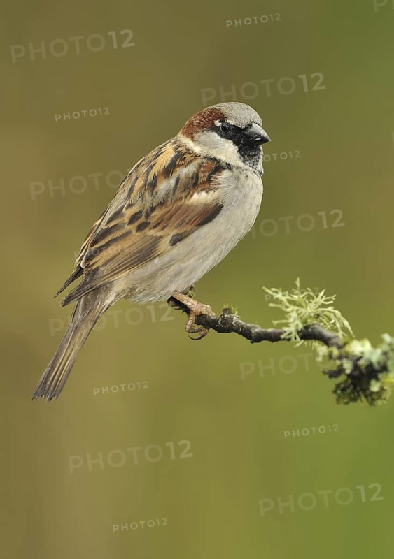 House Sparrow (Passer domesticus) male, British Columbia, Canada