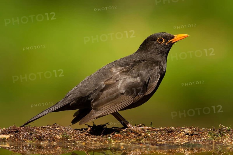 Common Blackbird (Turdus merula) male, Utrecht, Netherlands