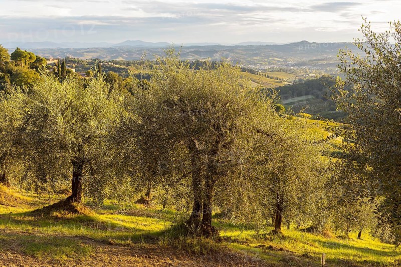 Olive grove at sunrise, in the background the hilly landscape near San Gimignano, Province of Siena, Tuscany, Italy
