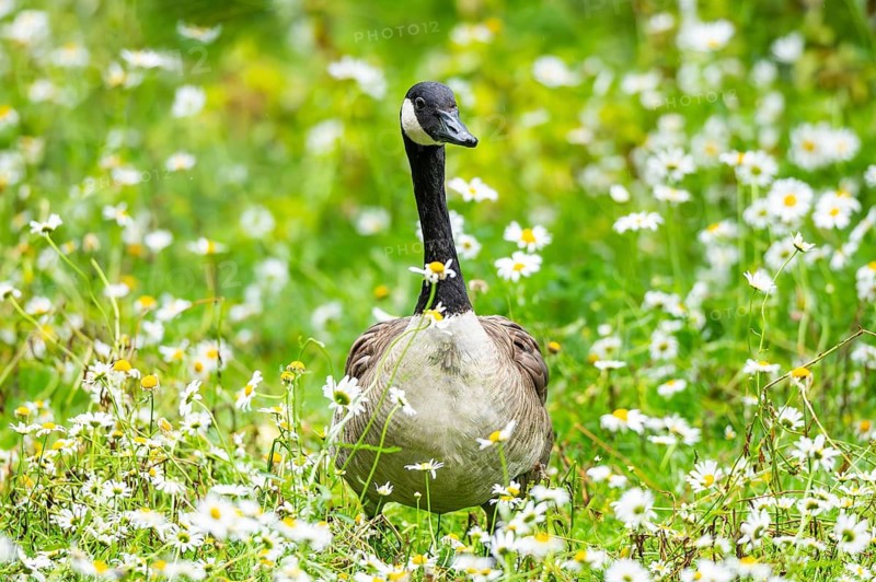 Canada goose (Branta canadensis) on a flower meadow, Bavaria, Germany