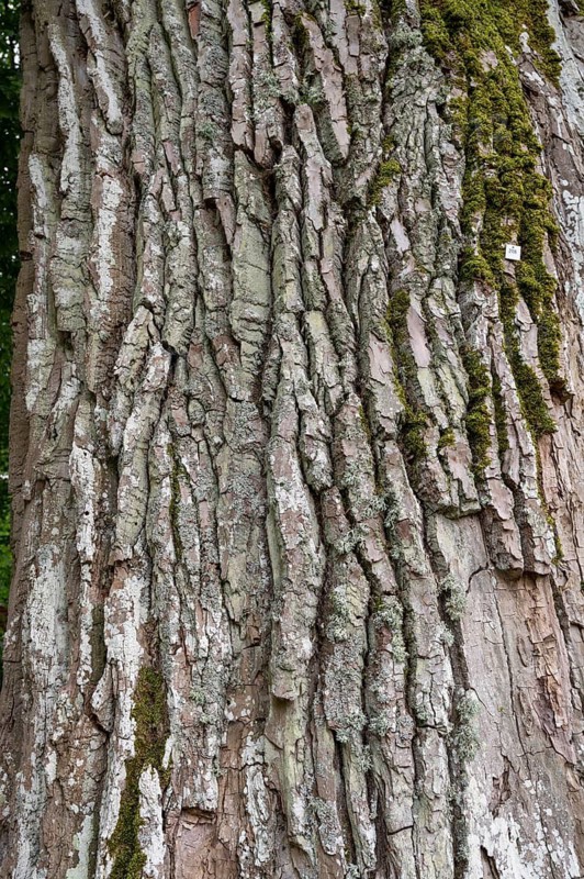Bark of a black poplar (Populus nigra), Bayer, Germany