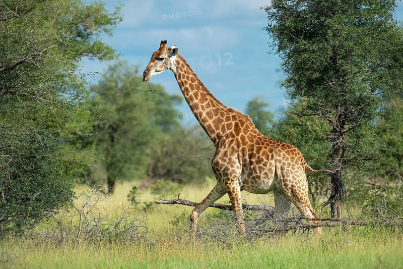Giraffe (Giraffa) in the savannah, Kruger National Park, South Africa