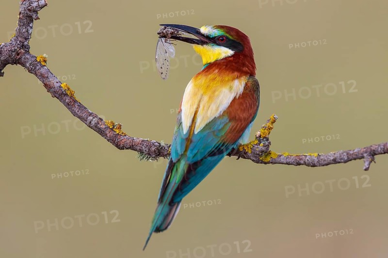 European Bee-eater (Merops apiaster) perched on a branch with an insect in its beak, Lesvos, Greece