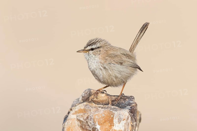 Streaked Scrub Warbler (Scotocerca inquieta), Eilat, Israel