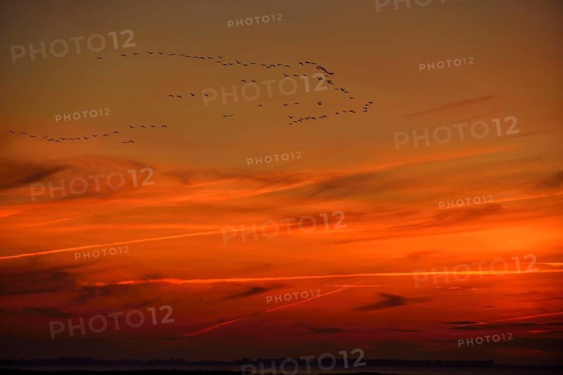 Common Crane (Grus grus) group in flight at sunset, Mecklenburg-Western Pomerania, Germany