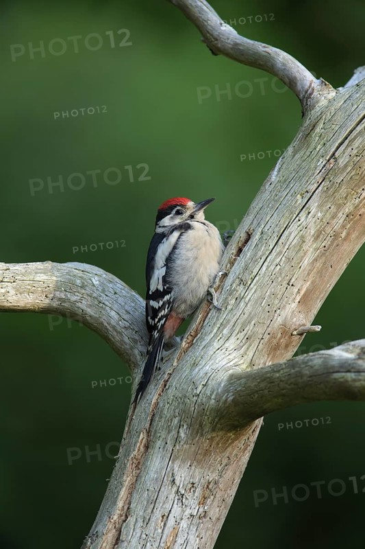 Great Spotted Woodpecker (Dendrocopos major) juvenile, Wales, United Kingdom