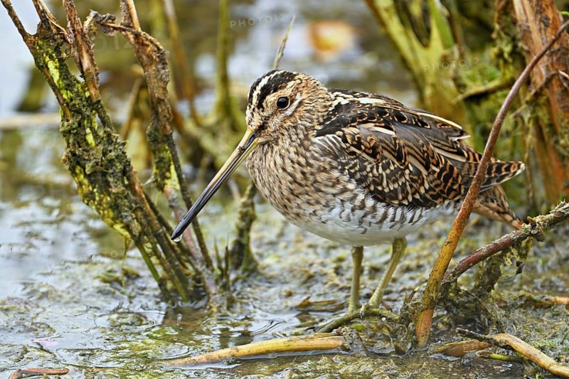 Common snipe (Gallinago gallinago), Switzerland