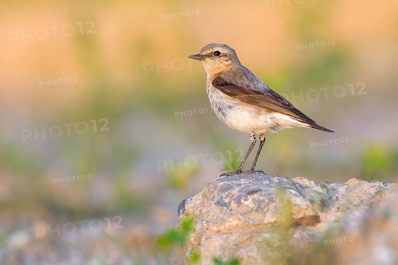 Northern Wheatear (Oenanthe oenanthe) female, Poland