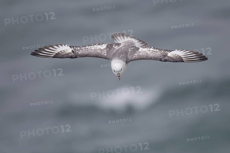 Northern Fulmar (Fulmarus glacialis) flying, Alaska, USA
