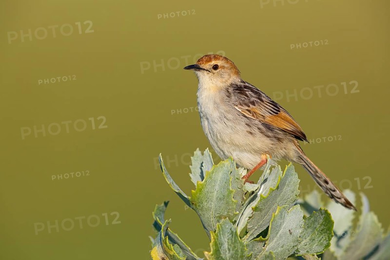 Vley's Cisticola, (Cisticola tinniens), biotope, habitat, perch, False Bay Nature Reserve Stran, Cape Town, Western Cape, South Africa