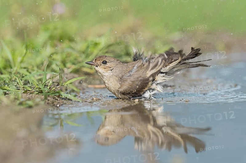 European Pied Flycatcher (Ficedula hypoleuca) female at waterhole, Aosta Valley, Italy