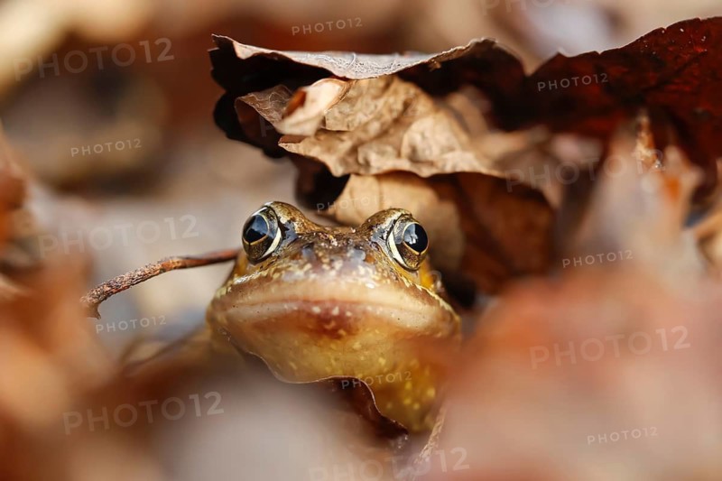 Common frog (Rana temporaria) adult amphibian on a pile of fallen autumn leaves in a garden, England, United Kingdom