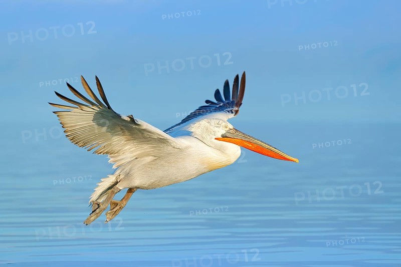 Bird fly. Dalmatian pelican, Pelecanus crispus, landing in Lake Kerkini, Greece. Pelican with open wings. Wildlife scene from European nature. Bird landing to the blue lake water