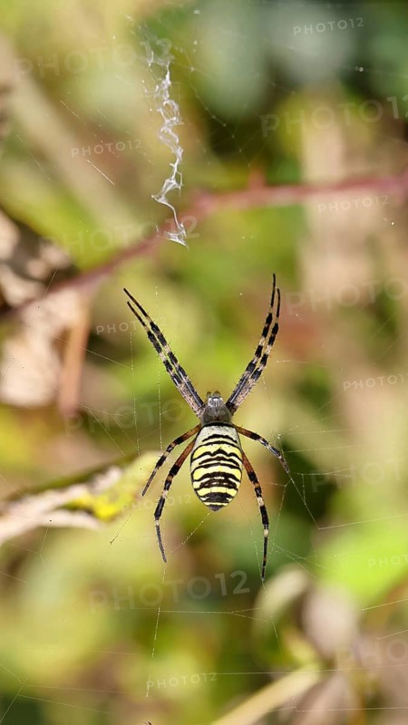 Wasp spider, zebra spider (Argiope bruennichi) on its web in a bramble bush in a vineyard, Cochem, Moselle, Rhineland-Palatinate, Germany