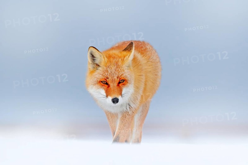 Red fox in white snow. Cold winter with orange fur fox. Hunting animal in the snowy meadow, Japan. Beautiful orange coat animal nature. Wildlife Europe. Detail close-up portrait of nice fox
