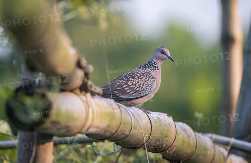 A Spotted dove or eastern spotted dove (Spilopelia chinensis), Sreepur, Gazipur, Bangladesh