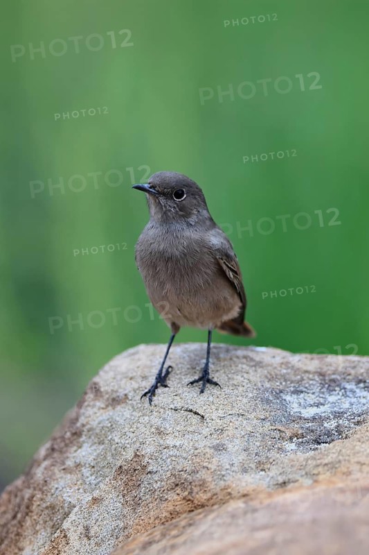 Rusty-tailed Wheatear, (Oenanthe familiaris), adult, alert, Mountain Zebra National Park, South Africa