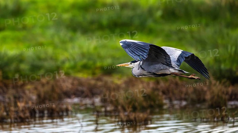 Grey Heron, Ardea cinerea, bird in winter on marshes in winter soft morning light