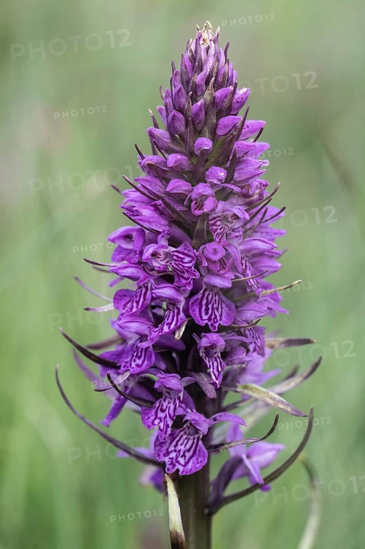 Southern marsh orchid (Dactylorhiza praetermissa), Emsland, Lower Saxony, Germany