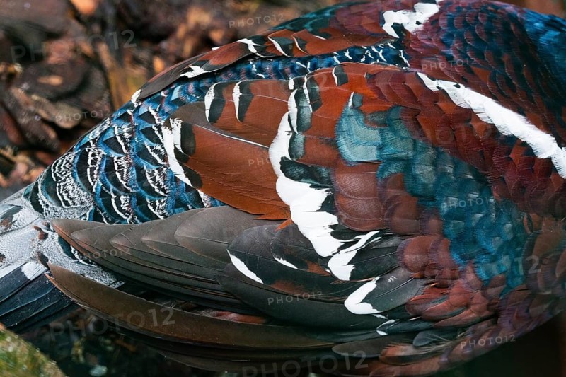 Hume's pheasant (Syrmaticus humiae), also known as bar-tailed pheasant, a detailed study of a adult male bird's plumage, native to north Burma and the Naga Hills in northeastern India, captive, Germany