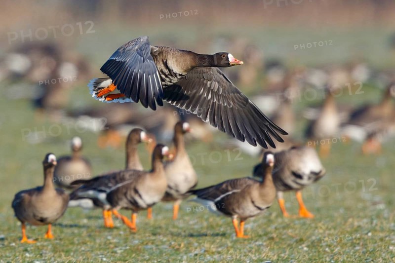 Greater White-fronted Goose (Anser albifrons) flying, North Rhine-Westphalia, Germany