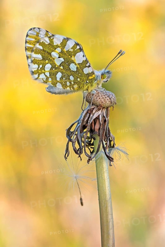 Der Östlich-Gesprenkelte Weißling (Euchloe ausonia), Sizilien Italien
