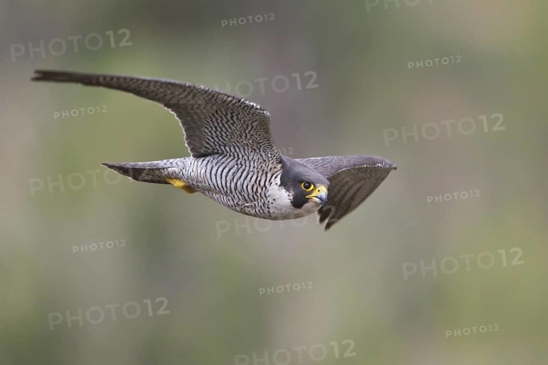 Peregrine Falcon (Falco peregrinus) flying, British Columbia, Canada