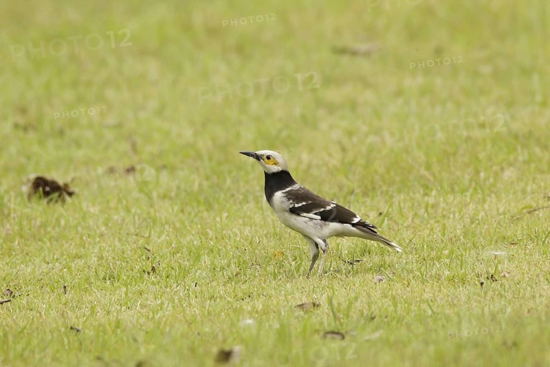 Black-collared Starling (Gracupica nigricollis), Kaeng Krachan, Thailand