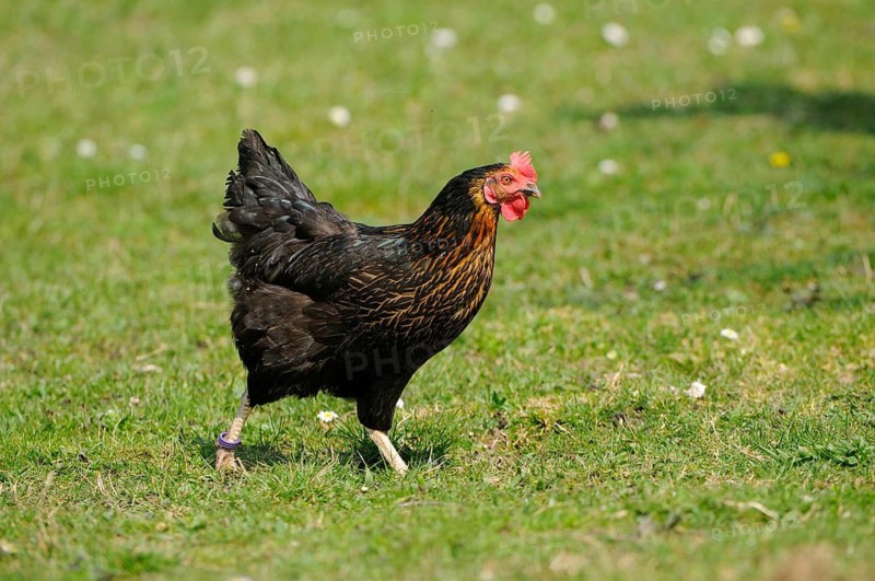 A chicken running across a green meadow on a sunny day, domestic fowl (Gallus gallus domesticus), Franconia