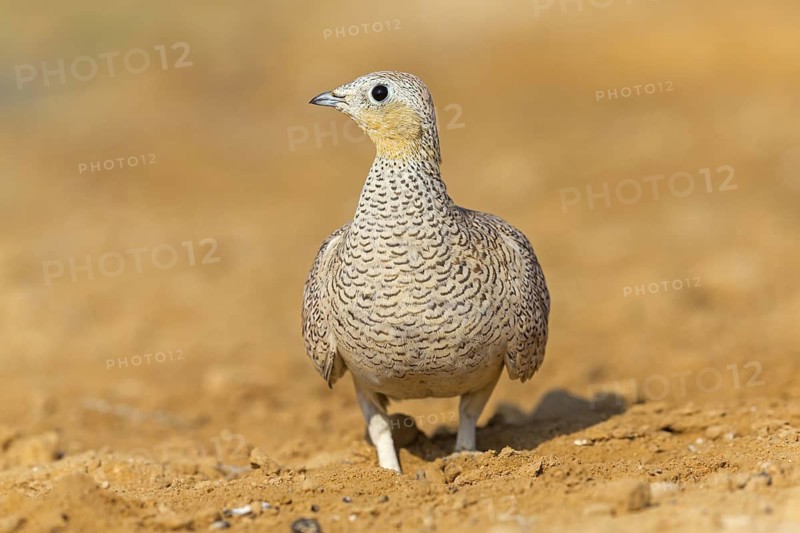 Crowned flying fowl, (Pterocles coronatus), North America, Middle East, family of flying fowl, chicken bird, Celias Waterhole, Ezuz, HaDarom, Israel