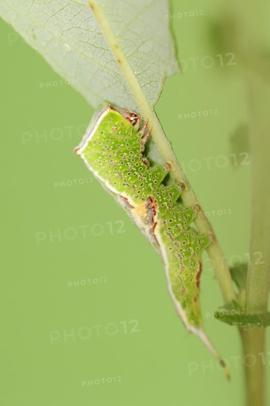 Sallow kitten moth (Furcula furcula), caterpillar, North Rhine-Westphalia, Germany