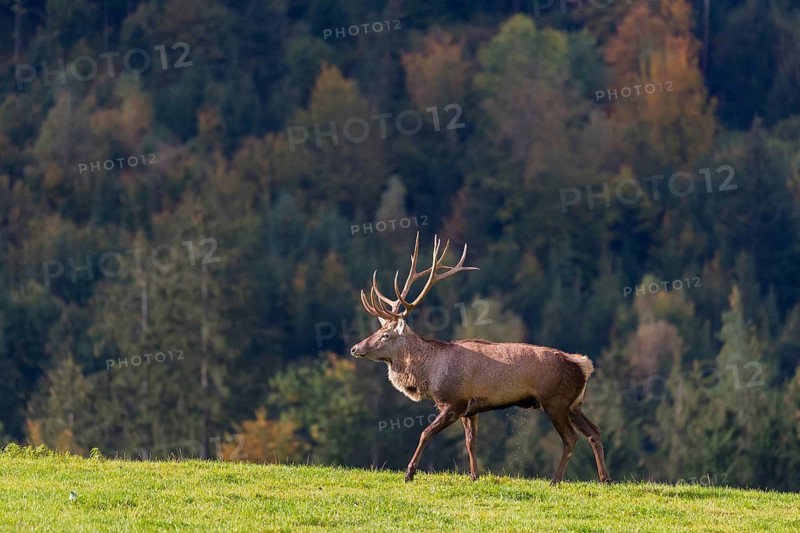 One male Altai maral, Altai wapiti or Altai elk (Cervus canadensis sibiricus) walks on a meadow. A forest in the distant background