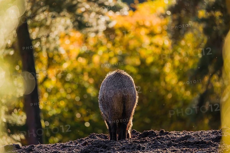 A wild boar or wild pig (Sus scrofa), runs across a clearing in hilly terrain in search of food. In the background you can see a forest in the fall foliage