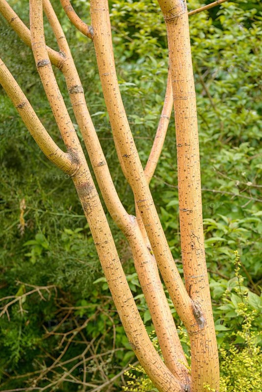 Snakeskin maple (Acer × conspicuum 'Phoenix'), Hillier Arboretum, Great Britain