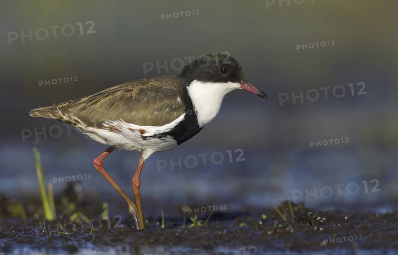 Red-kneed Dotterel (Erythrogonys cinctus), Victoria, Australia
