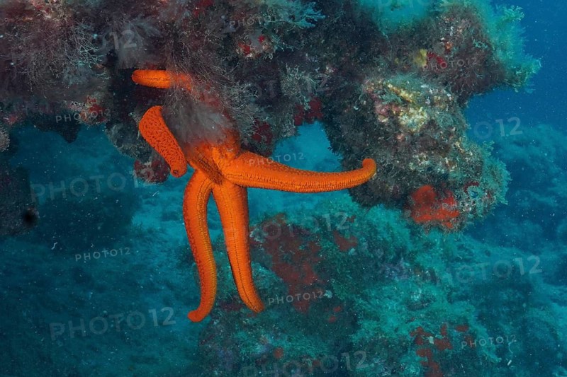 Orange-coloured starfish (Hacelia attenuata)