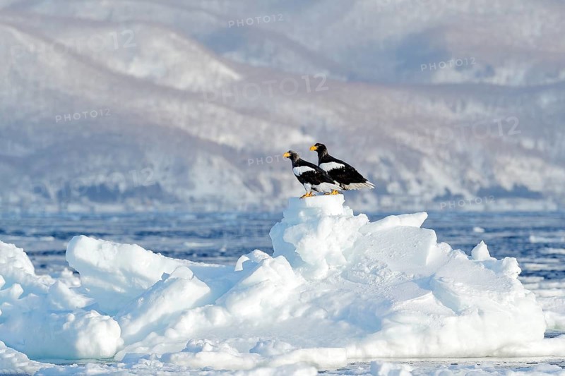 Steller's sea eagle, Haliaeetus pelagicus, bird with catch fish, with white snow, Sakhalin, Russia. Eagle on ice. Winter Japan with snow. Wildlife action behaviour scene from nature. Wildlife Japan