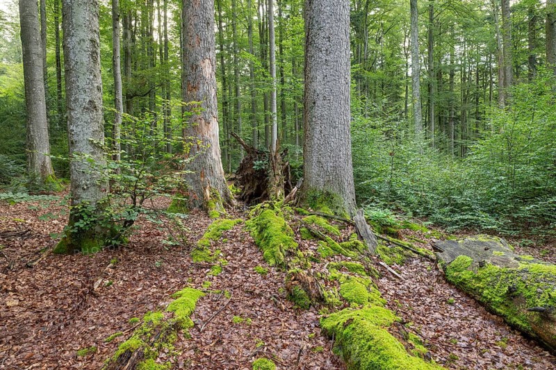 Mixed mountain forest with copper beech (Fagus sylvatica) and spruce (Picea abies), lying deadwood overgrown with moss, Bavarian Forest National Park, Bavaria, Germany