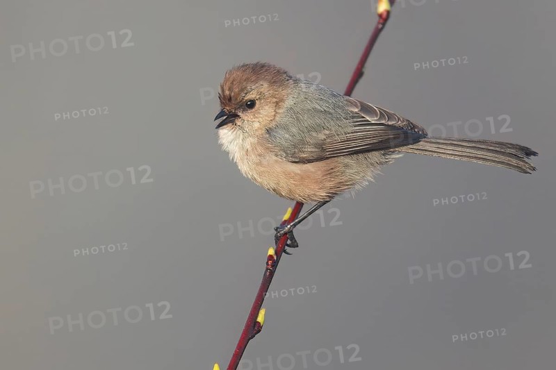 Bushtit (Psaltriparus minimus) perched on a branch in Victoria, BC, Canada
