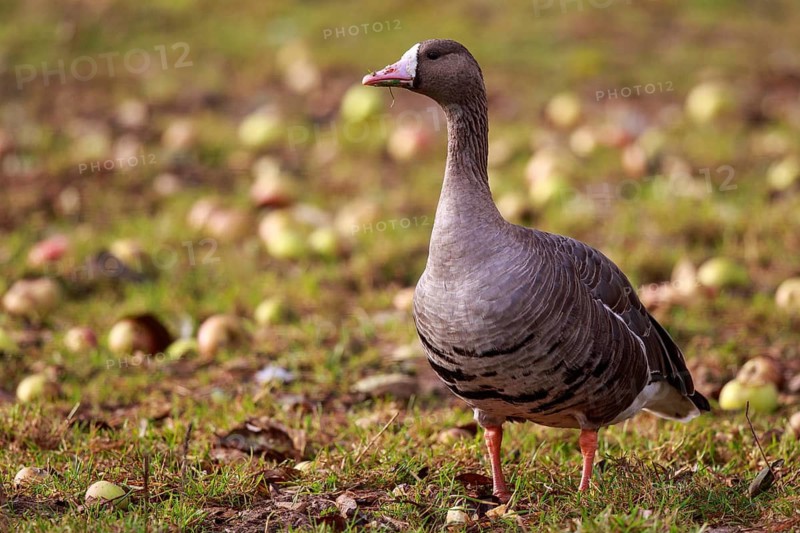 Greater White-fronted Goose (Anser albifrons), North Rhine-Westphalia, Germany