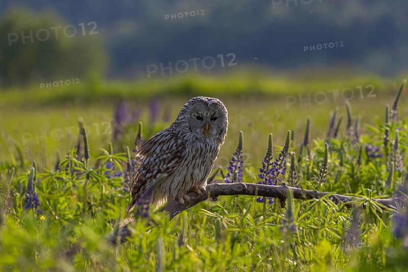 One Ural owl (Strix uralensis) sitting on a branch lying in a field of flowering lupines in late evening light