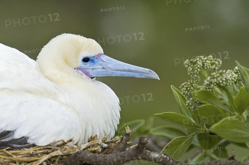 Red-footed Booby (Sula sula), Hawaii, USA