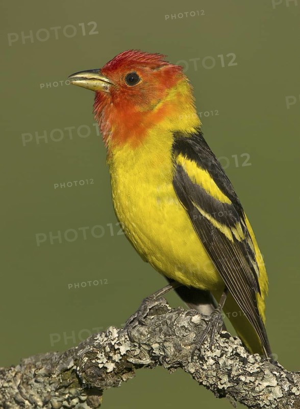 Western Tanager (Piranga ludoviciana) male, British Columbia, Canada