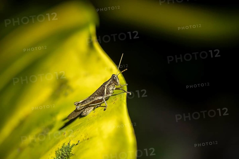 Small grasshopper sitting on a leaf, at night, Puntarenas province, Costa Rica
