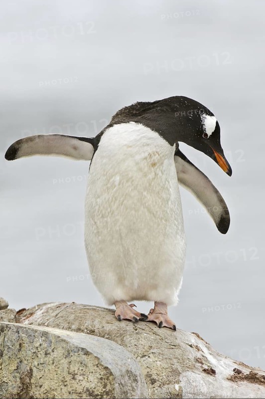 Gentoo Penguin (Pygoscelis papua), Antarctica