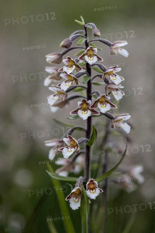 Marsh helleborine (Epipactis palustris), Emsland, Lower Saxony, Germany