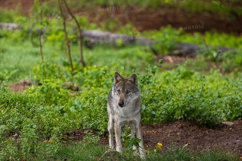 One adult male eurasian gray wolf (Canis lupus lupus) walking through the green undergrowth at a forest edge