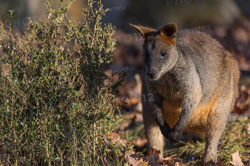 One swamp wallaby (Wallabia bicolor) next to a bush in early morning light