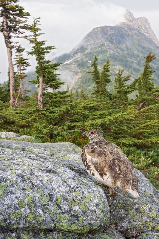 White-tailed Ptarmigan (Lagopus leucurus) in the alpine habitat of British Columbia, Canada